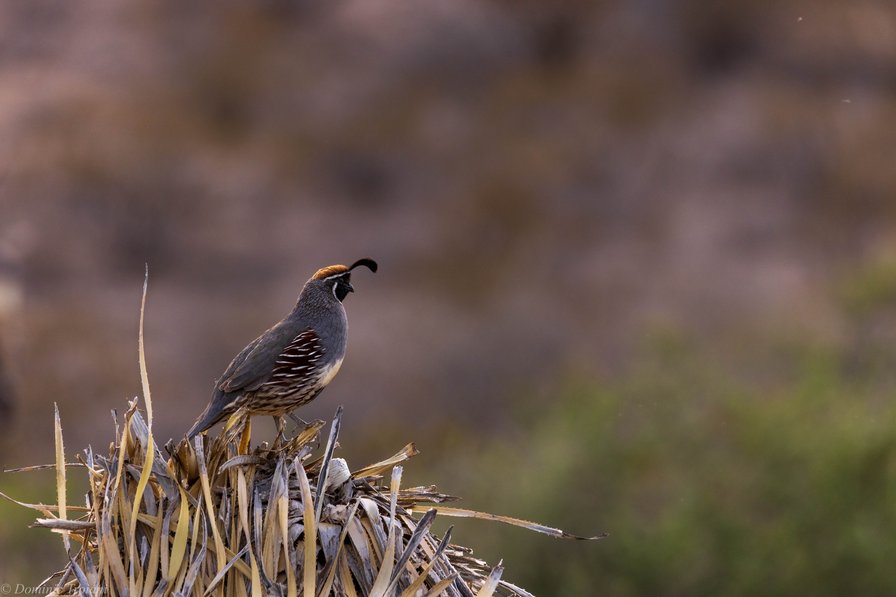 GambelsQuail_ElPaso