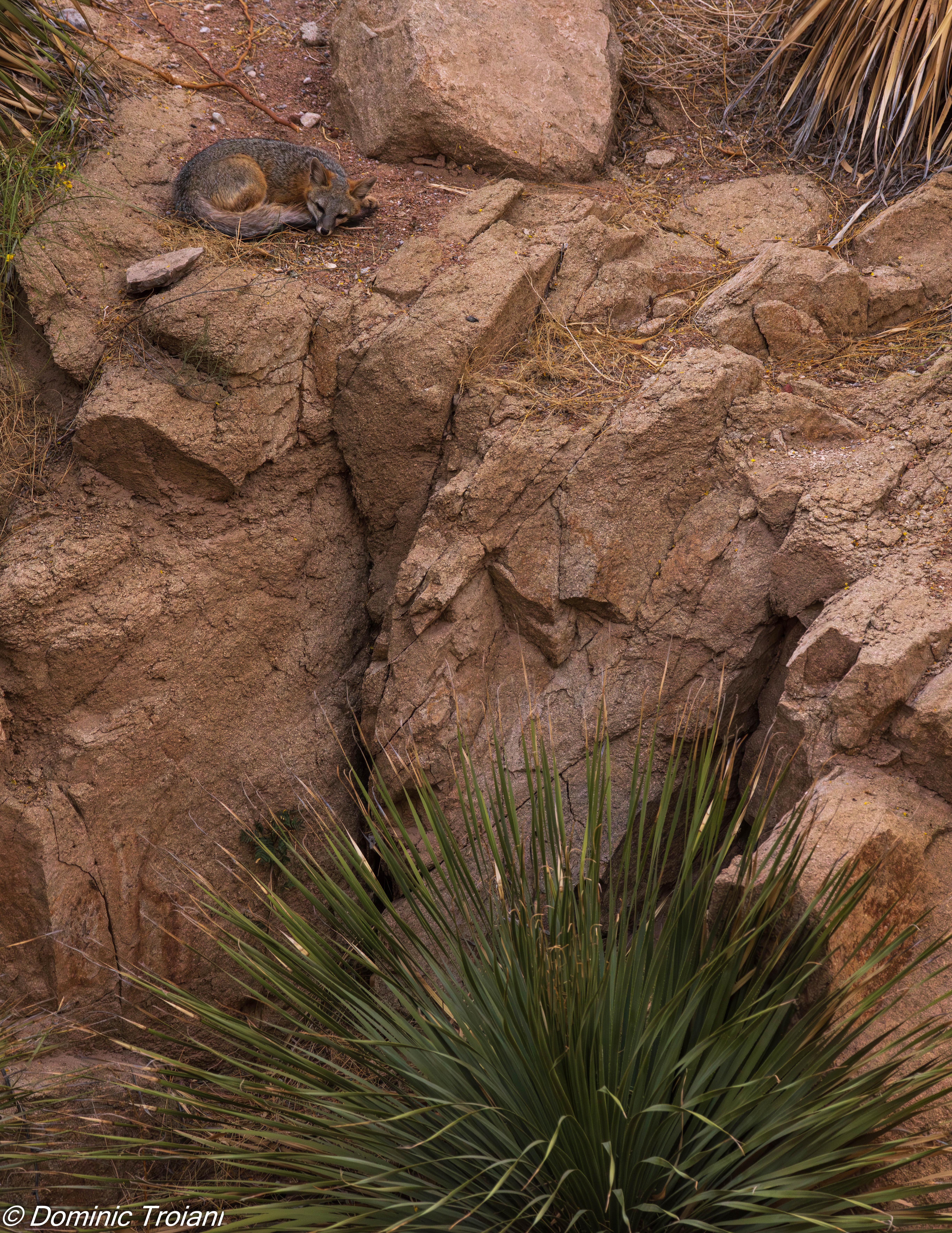 GreyFox_ElPaso_sm