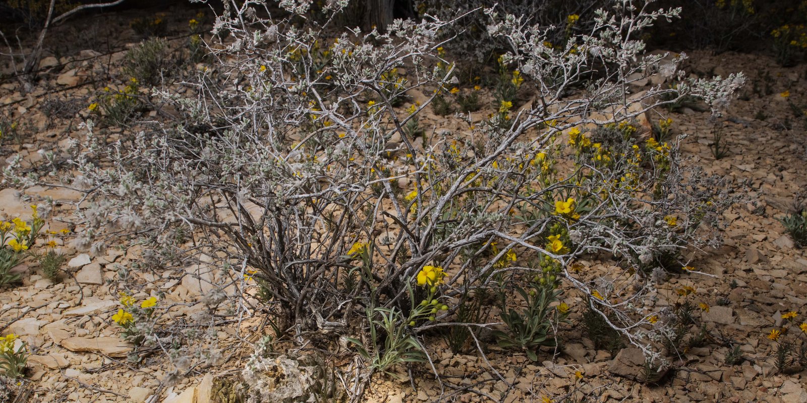 LivingRockCactus_Terilingua_sm