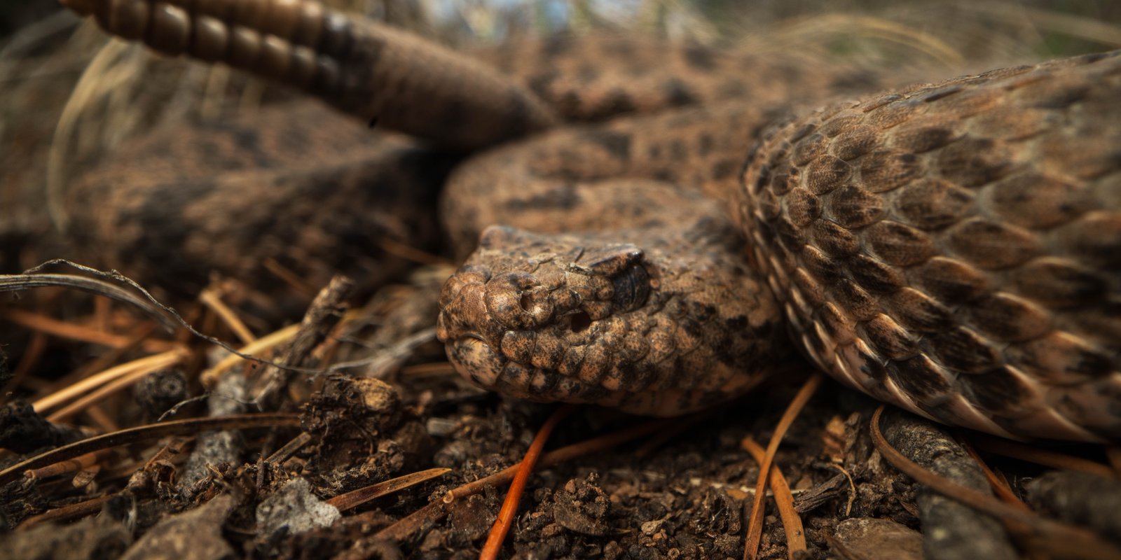 MottledRockRattlesnake_JeffDavisCounty