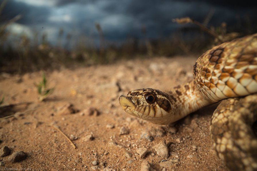 Profile_MexicanHognose_ElPaso