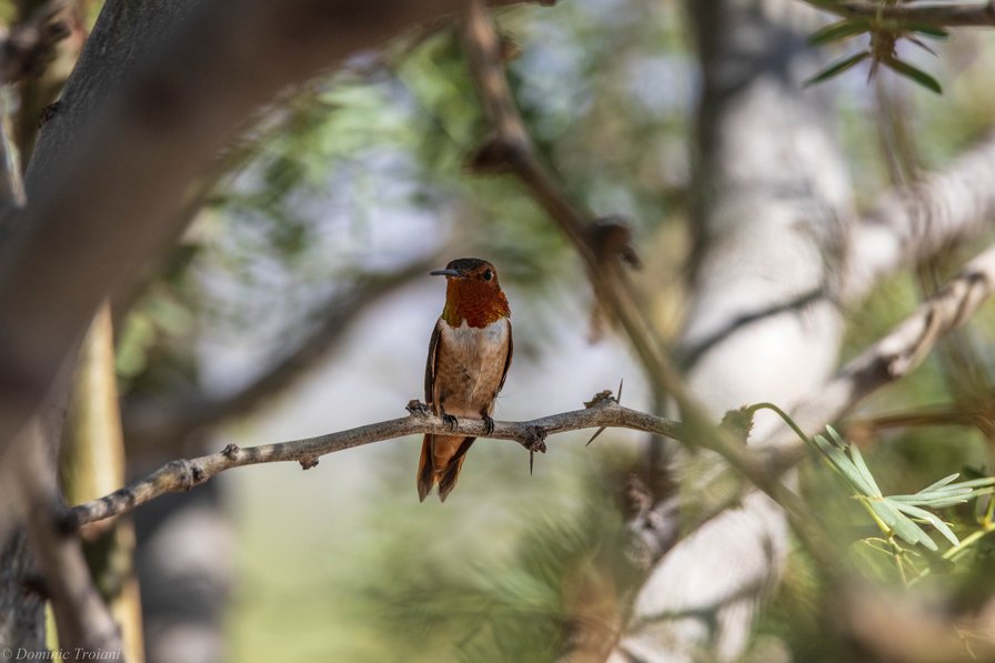 RoufusHummingbird_AZ