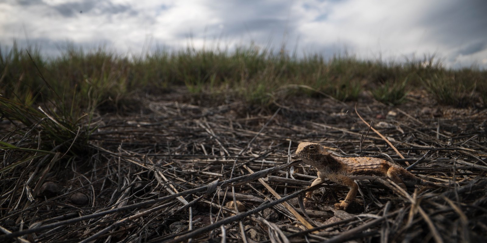 RoundtailHornedLizard_JeffDavisCounty