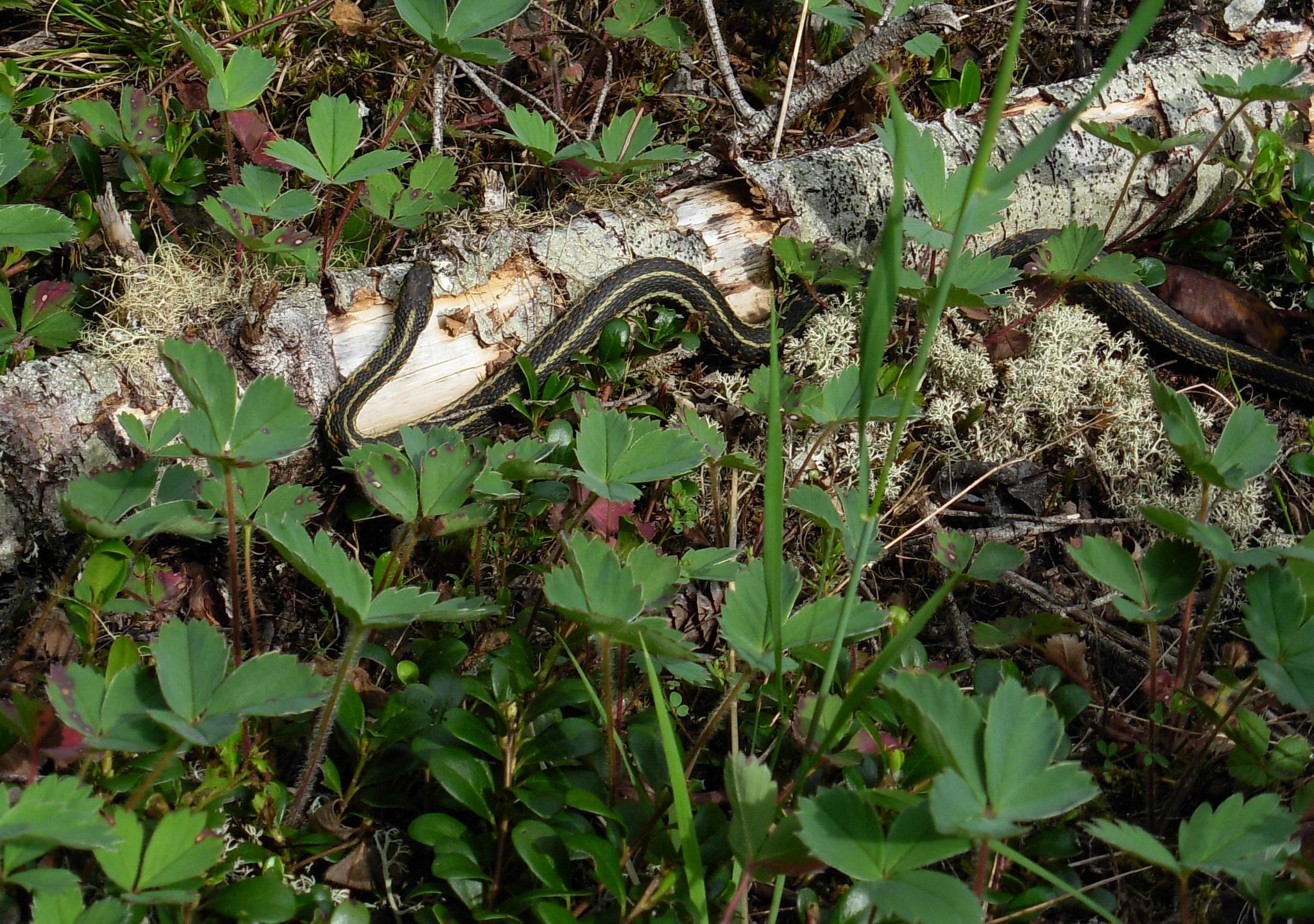 San Francisco Garter Snake Portrait Commercial