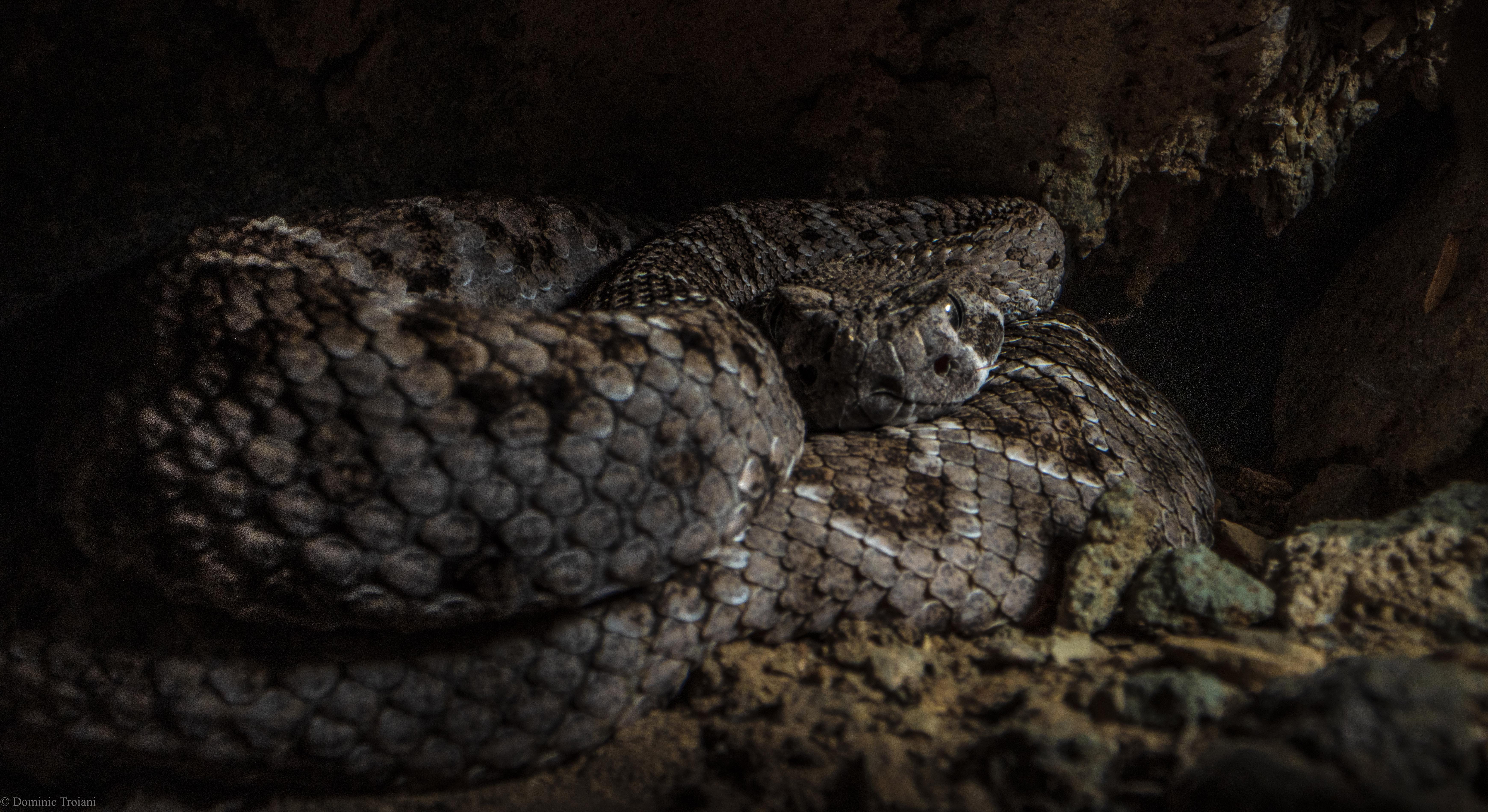 WesternDiamondBackRattlesnake_Terilingua_sm2