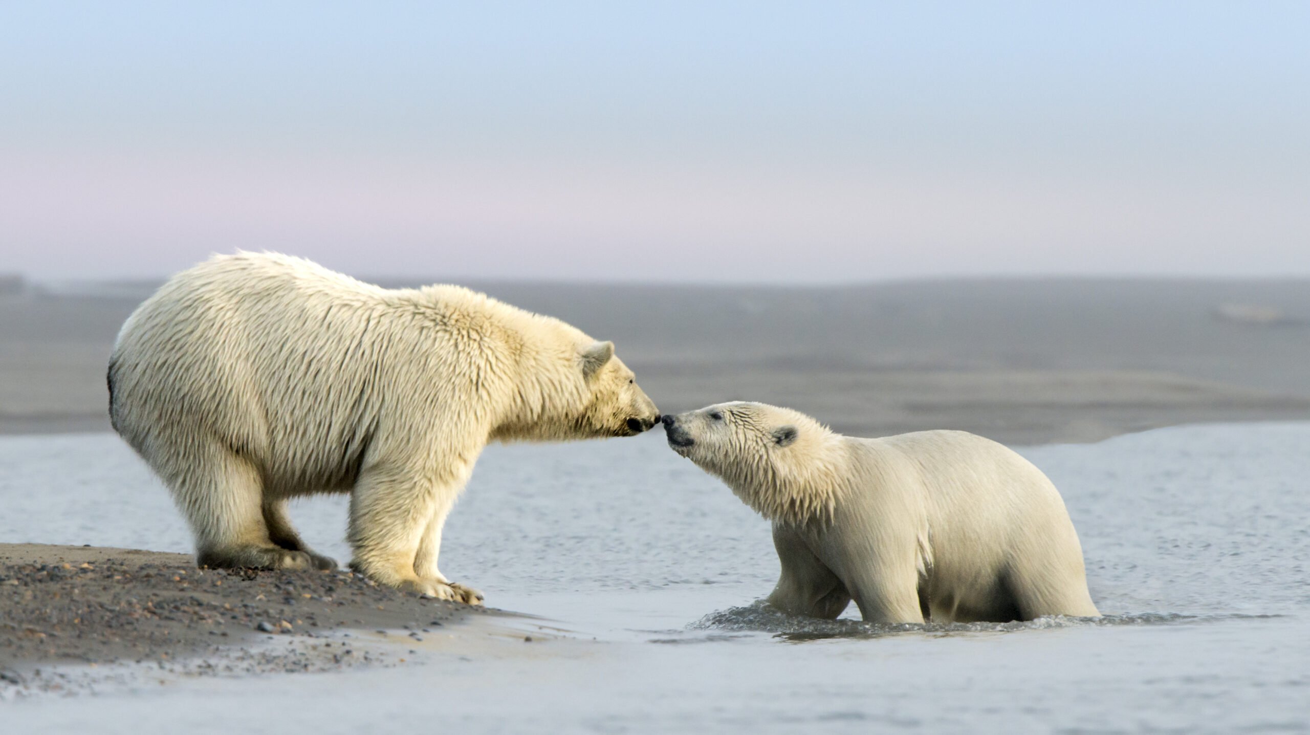 polar-bears-purchased-shutterstock-Jeff-Stamer-scaled
